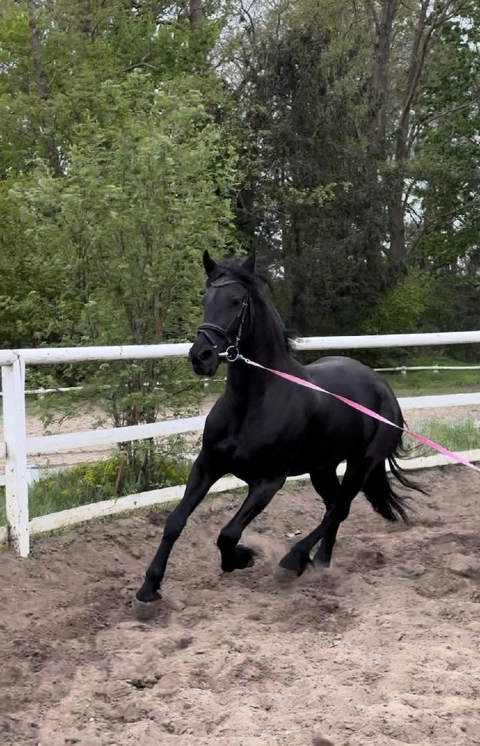 Tolle Friesenstute sucht Herzensmensch