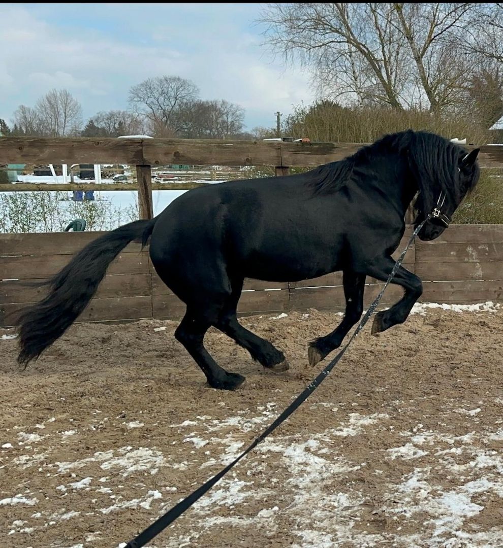 Tolle Friesenstute sucht Herzensmensch