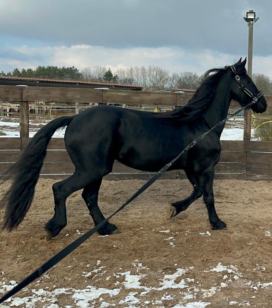 Tolle Friesenstute sucht Herzensmensch