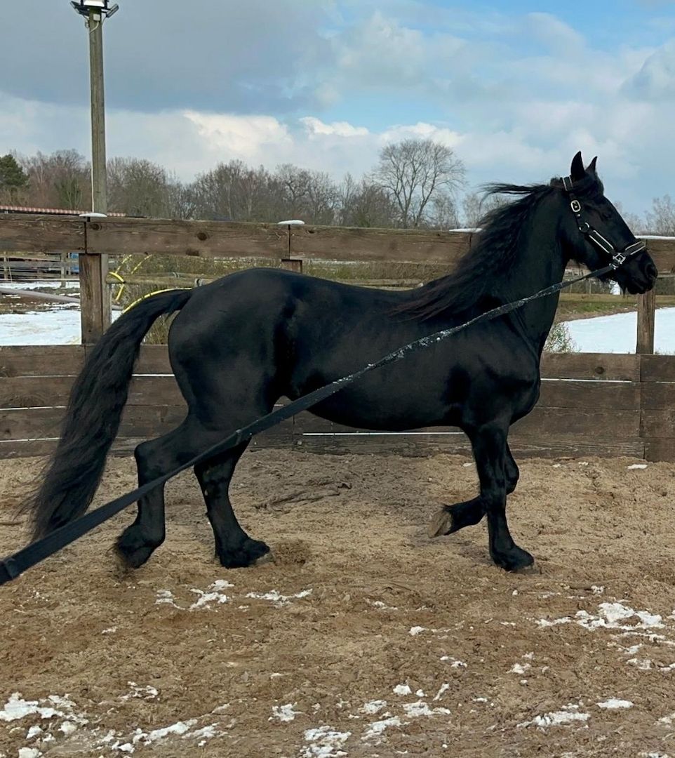 Tolle Friesenstute sucht Herzensmensch