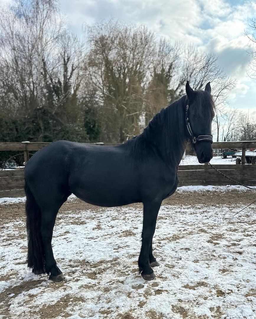 Tolle Friesenstute sucht Herzensmensch