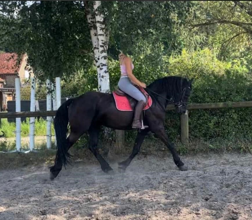 Tolle Friesenstute sucht Herzensmensch