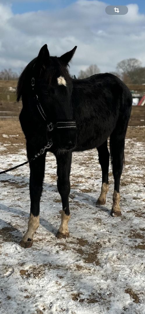 Deutsches Sportpferd sucht Bestplatz