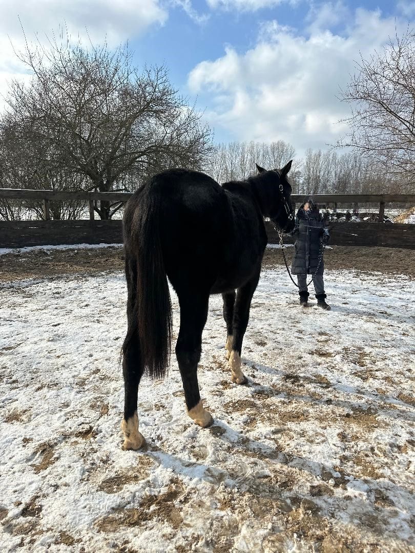 Deutsches Sportpferd sucht Bestplatz