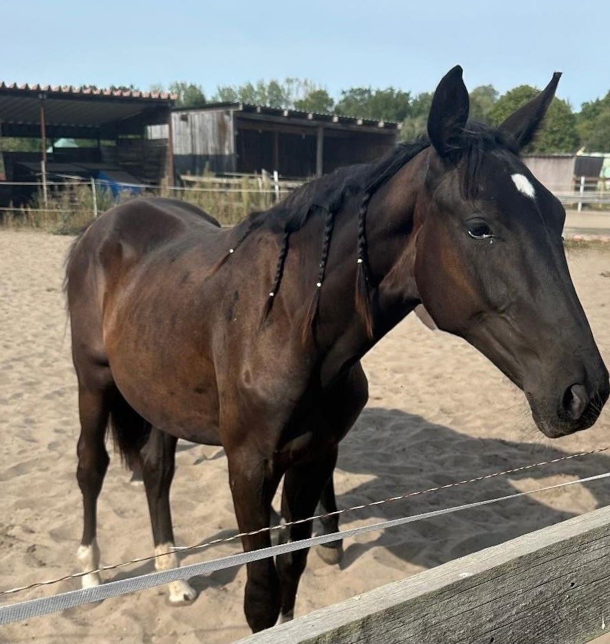 Deutsches Sportpferd sucht Bestplatz