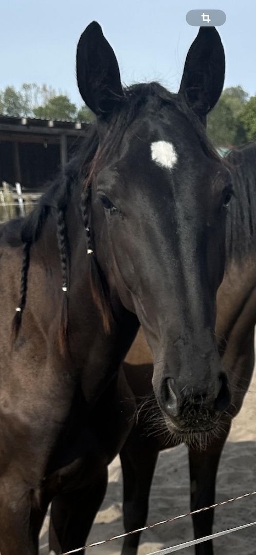 Deutsches Sportpferd sucht Bestplatz