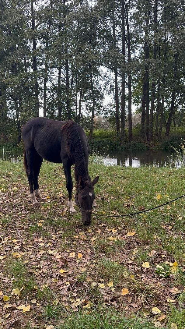 Deutsches Sportpferd sucht Bestplatz