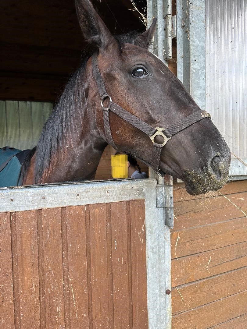 Deutsches Sportpferd sucht Bestplatz