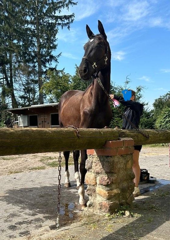 Deutsches Sportpferd sucht Bestplatz