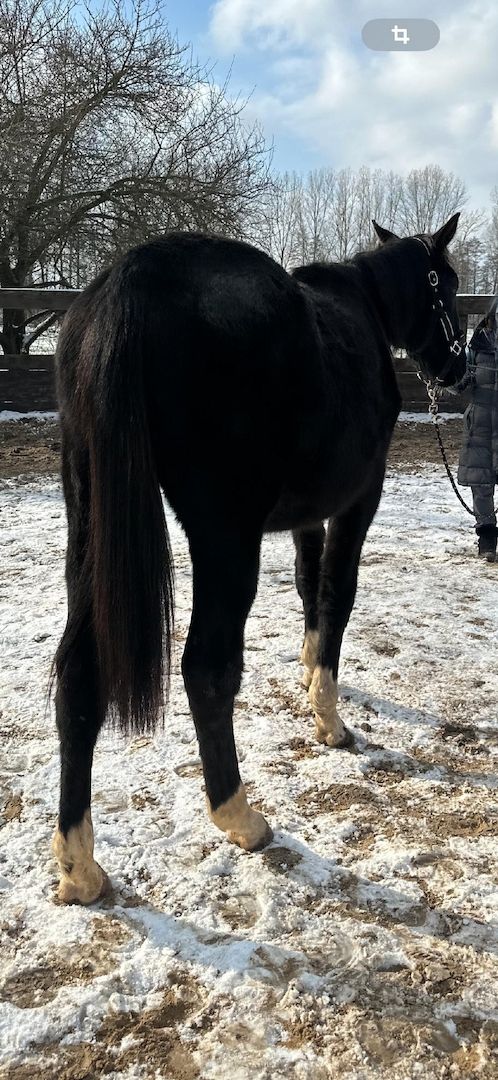 Deutsches Sportpferd sucht Bestplatz