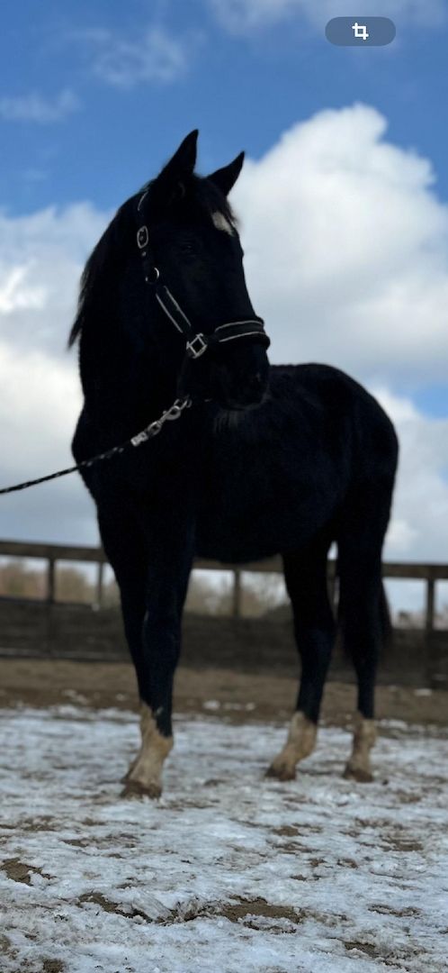 Deutsches Sportpferd sucht Bestplatz