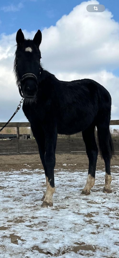 Deutsches Sportpferd sucht Bestplatz