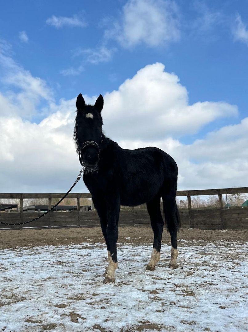 Deutsches Sportpferd sucht Bestplatz
