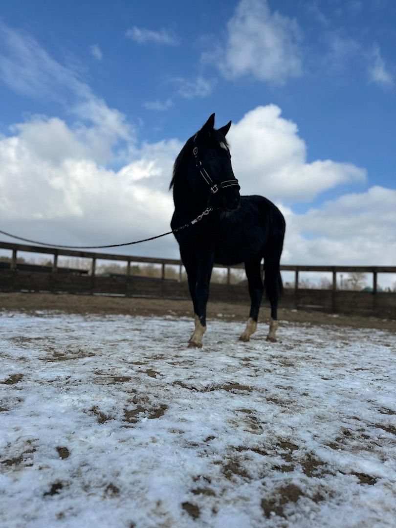 Deutsches Sportpferd sucht Bestplatz