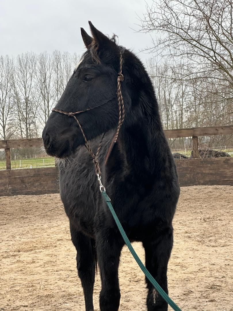 Deutsches Sportpferd sucht Bestplatz