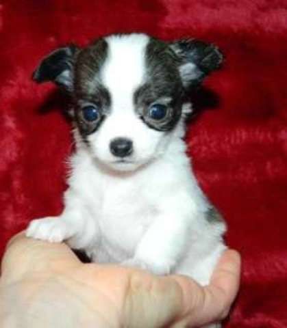 Süße Mini Chihuahua-Welpen Langhaar