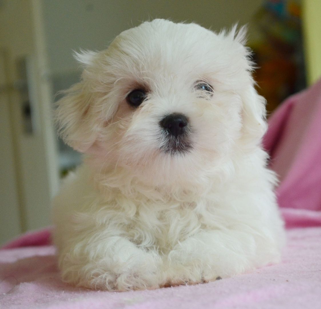 Mini Malteser welpen