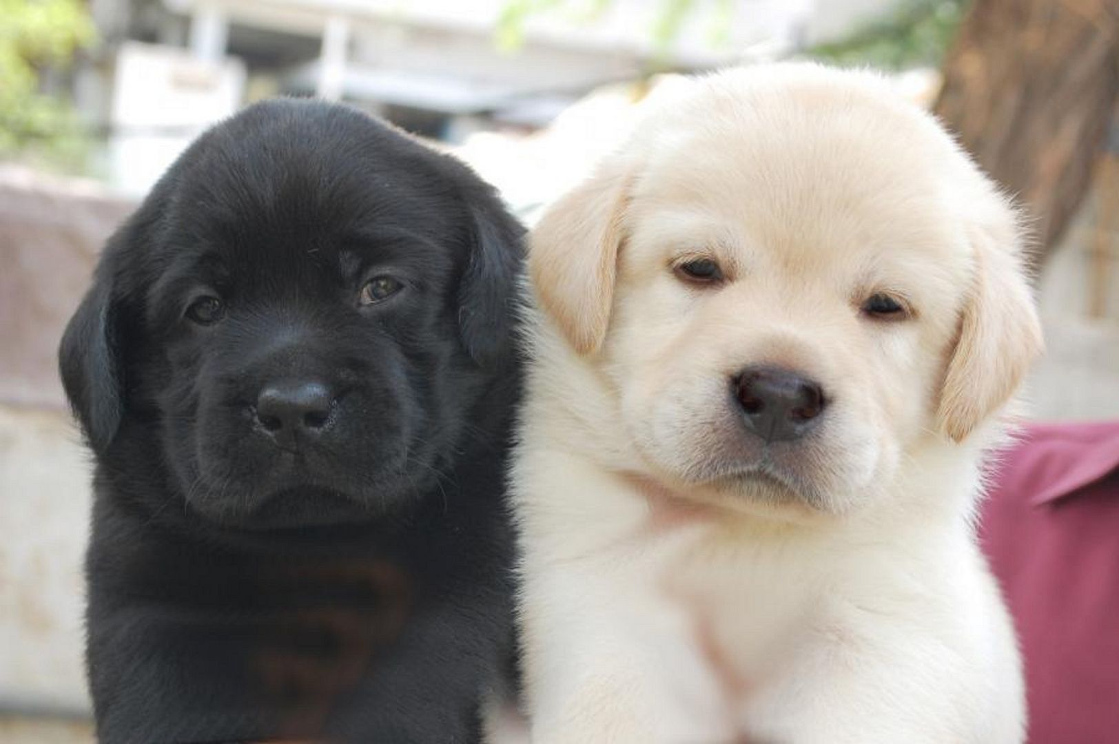 Schöne Labrador Welpen