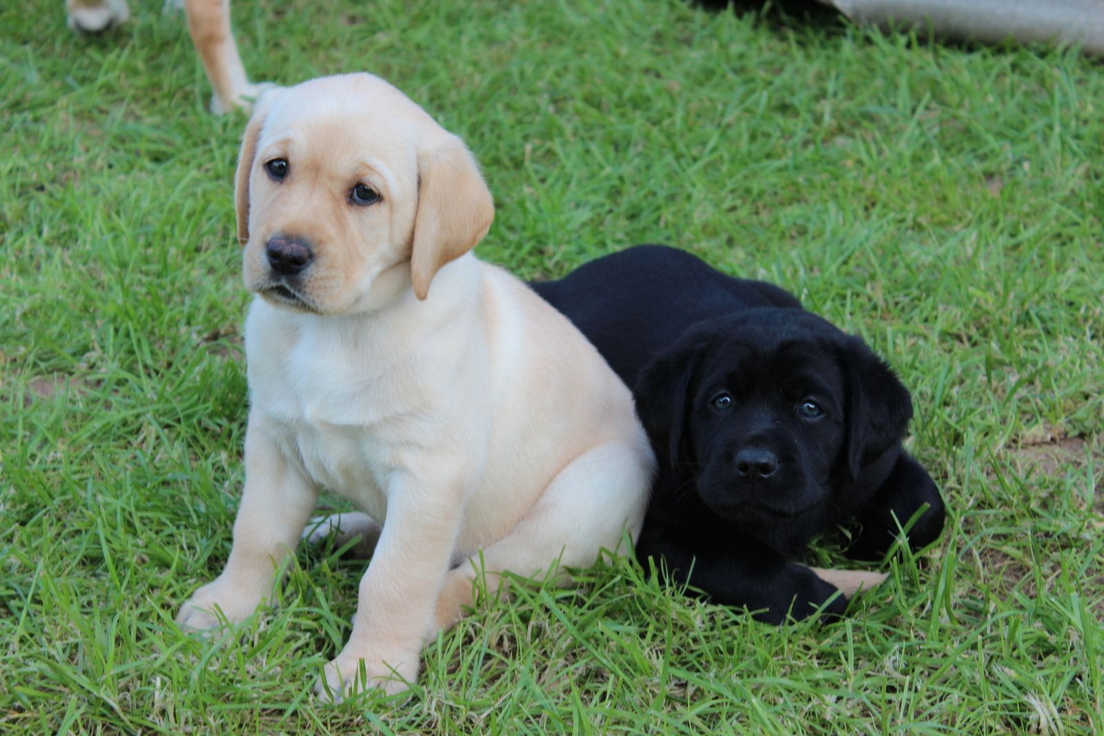 Labrador Welpen (Männchen und Weibchen)
