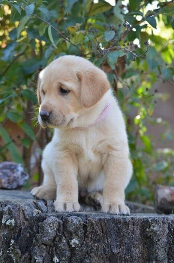 Labrador Welpen (Männchen und Weibchen)