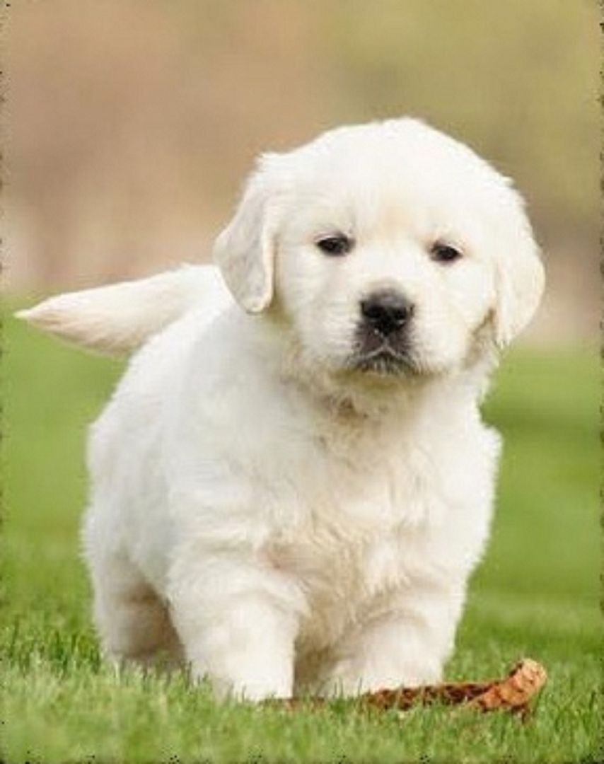 Reine Rasse Pedigree Golden Retriever.