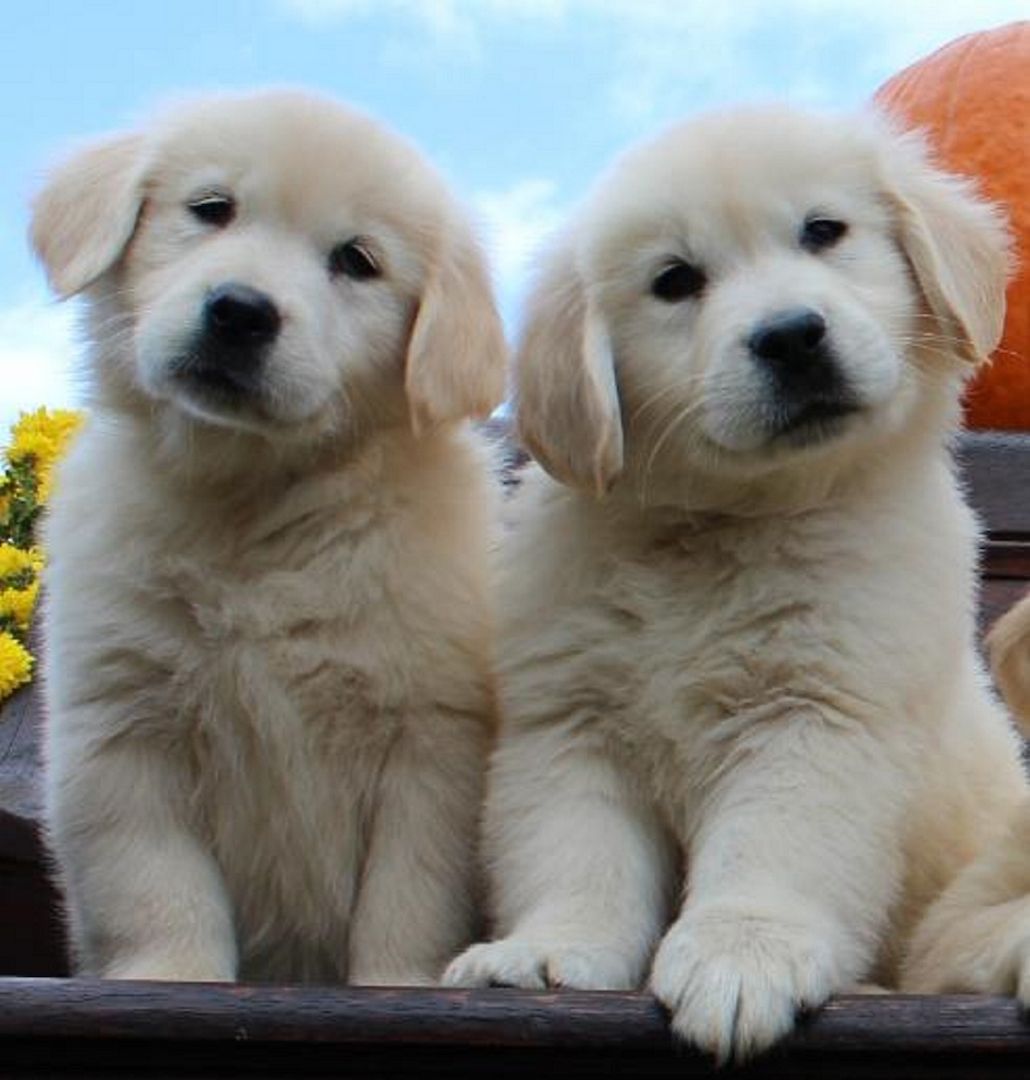 Reine Rasse Pedigree Golden Retriever.