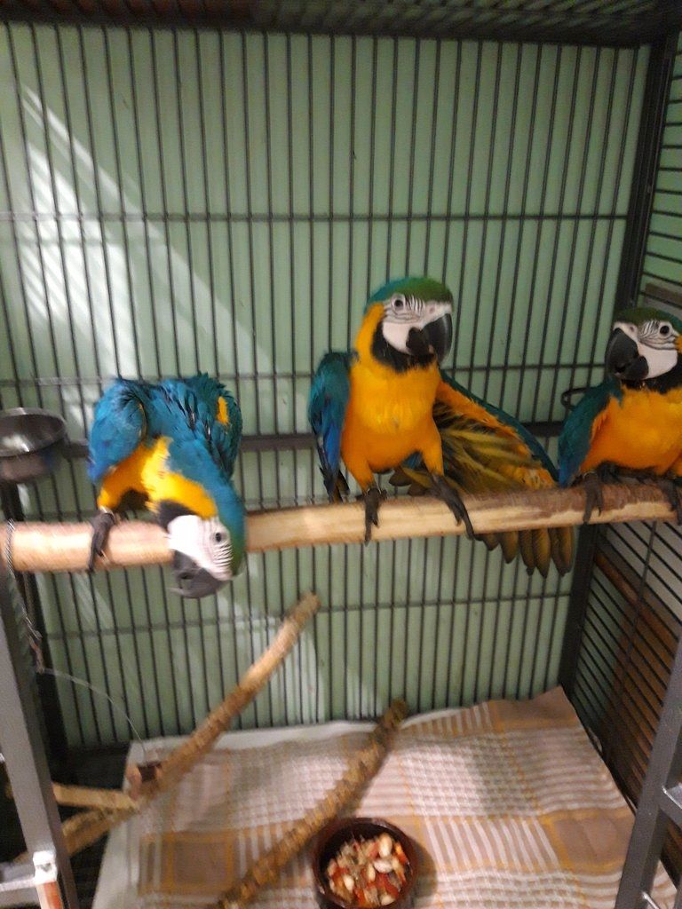 Papageien und ihre befruchteten Eier