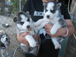 entzückende Siberian Husky-Welpen entzückende Siberian Husky-Welpen
