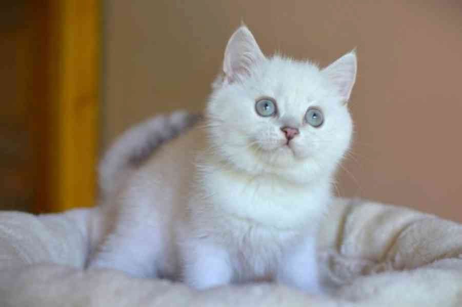 Ragdoll-Kätzchen
