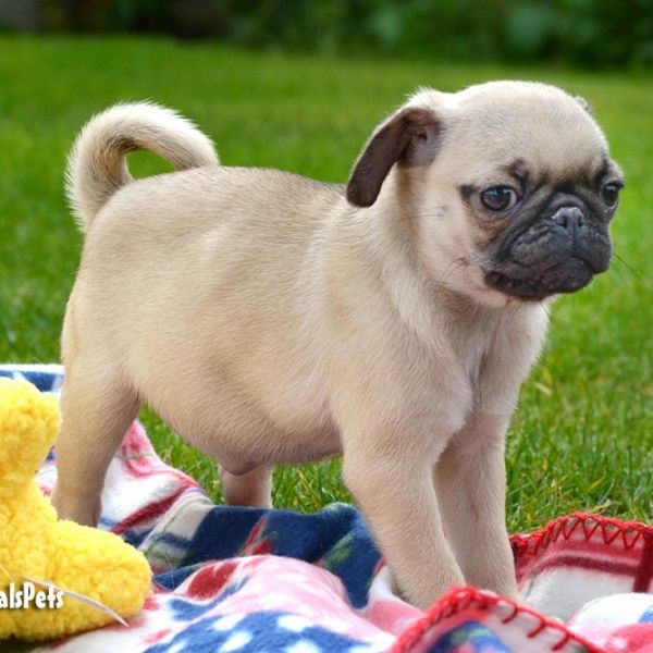 Gesunde und reinrassige Mops Welpen