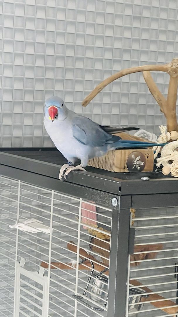 Zahmer Alexandersittich - Halsbandsittich mit Käfig und Zubehör_Weiblich