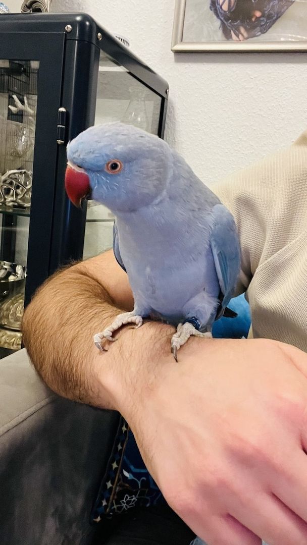 Zahmer Alexandersittich - Halsbandsittich mit Käfig und Zubehör_Weiblich