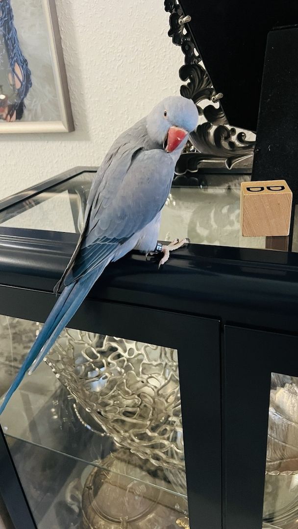 Zahmer Alexandersittich - Halsbandsittich mit Käfig und Zubehör_Weiblich