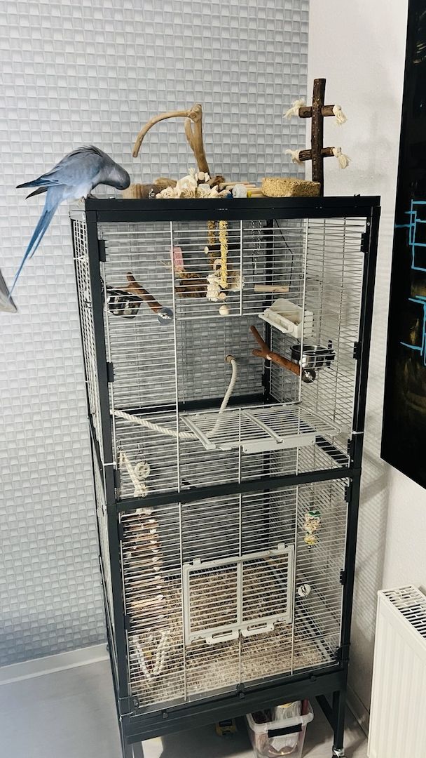 Zahmer Alexandersittich - Halsbandsittich mit Käfig und Zubehör_Weiblich