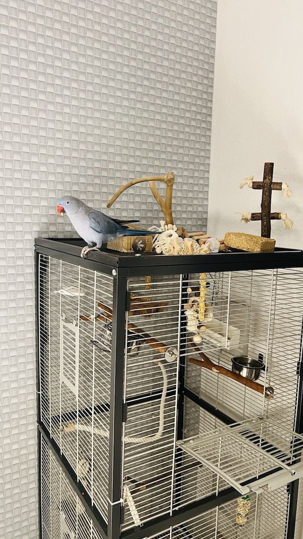 Zahmer Alexandersittich - Halsbandsittich mit Käfig und Zubehör_Weiblich