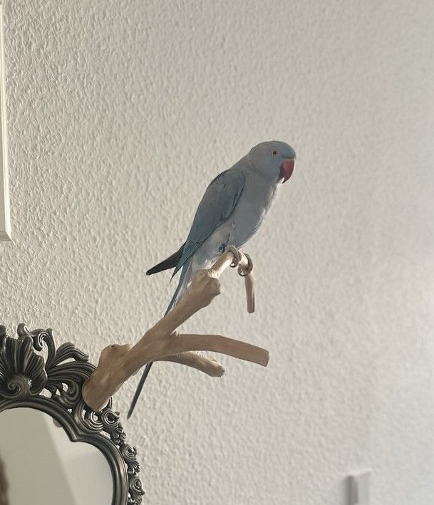 Zahmer Alexandersittich - Halsbandsittich mit Käfig und Zubehör_Weiblich