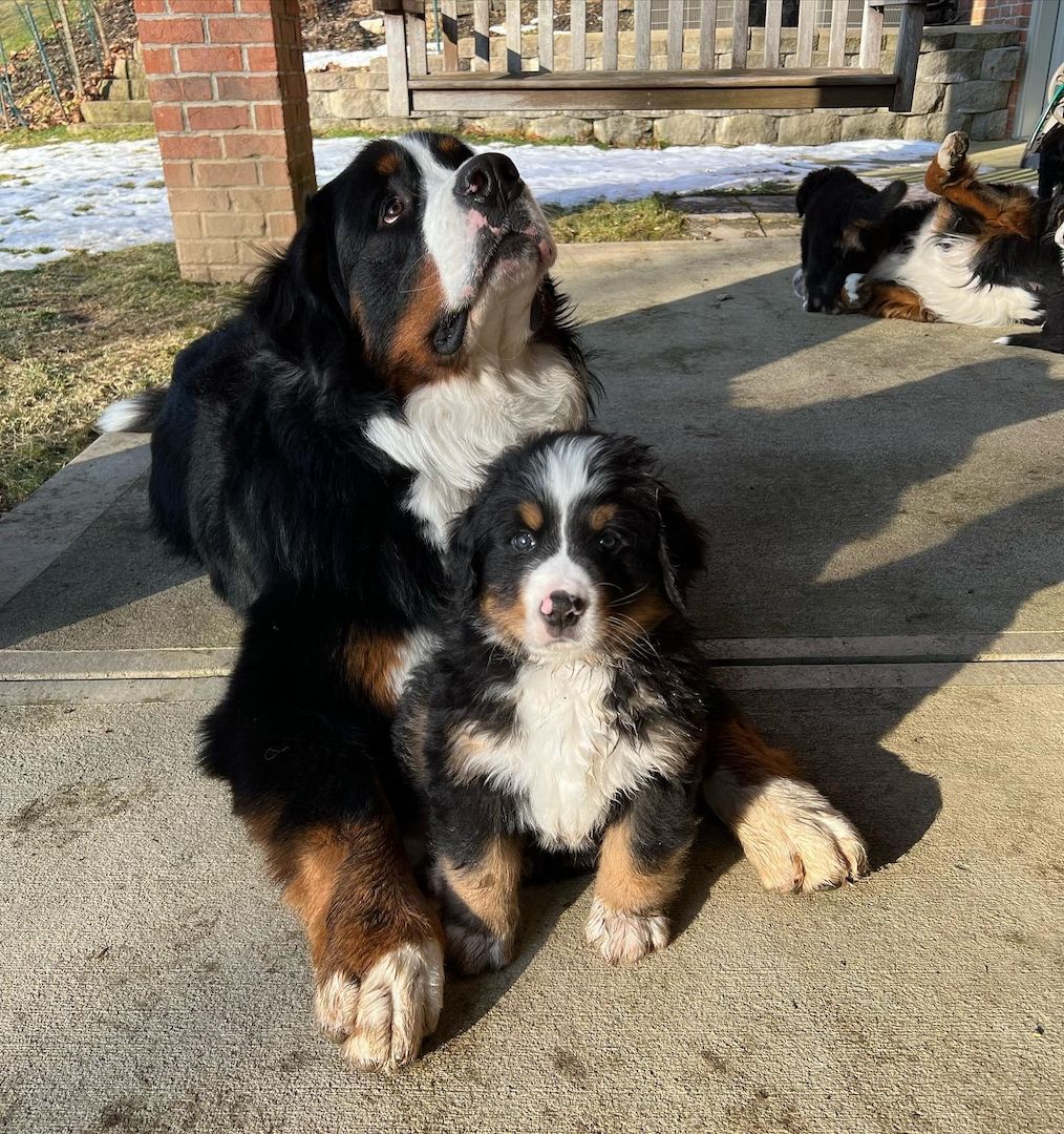 Wunderschöne Berner Sennenhundwelpen aus Familienaufzucht – abholbereit