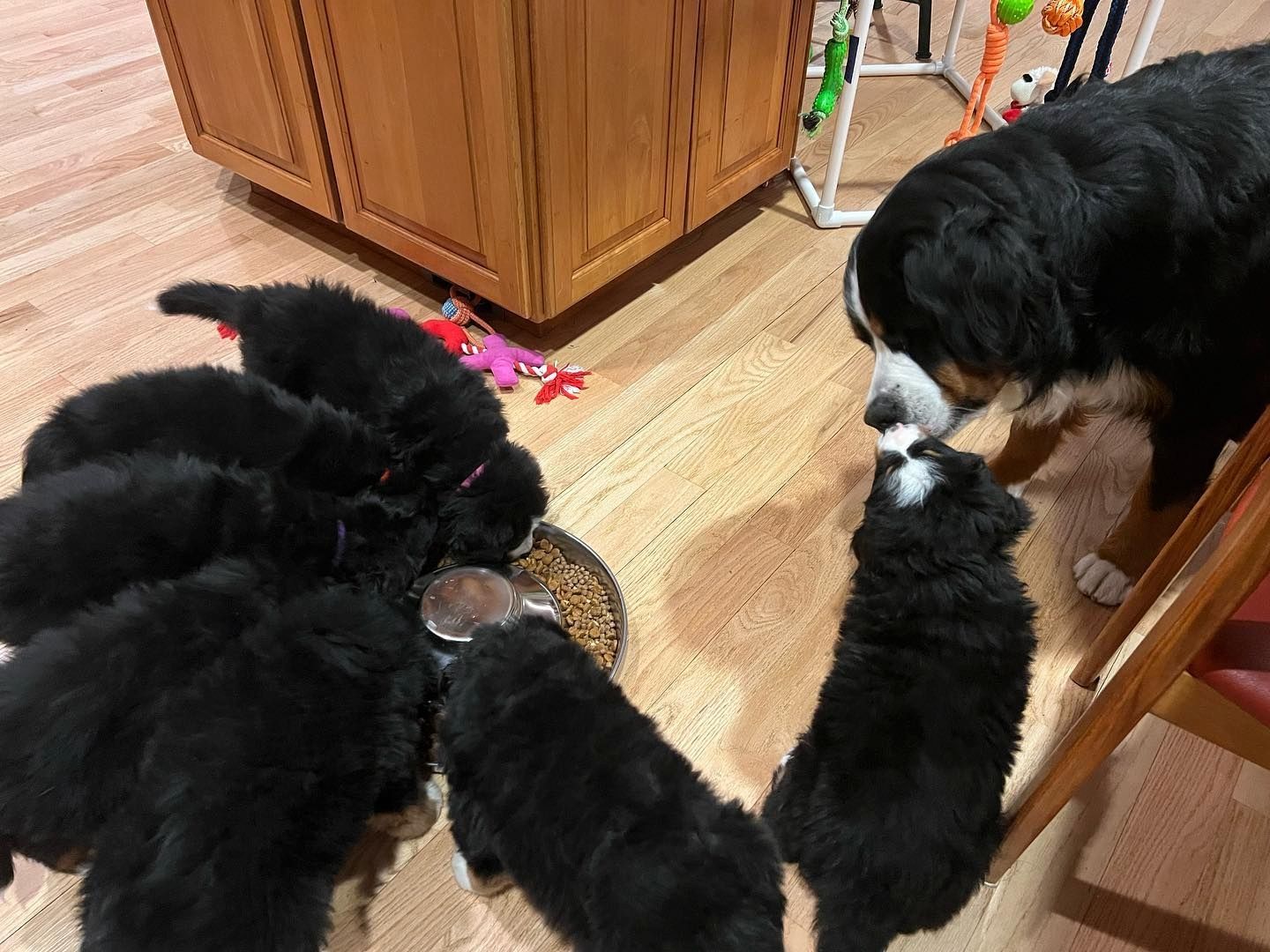 Wunderschöne Berner Sennenhundwelpen aus Familienaufzucht – abholbereit