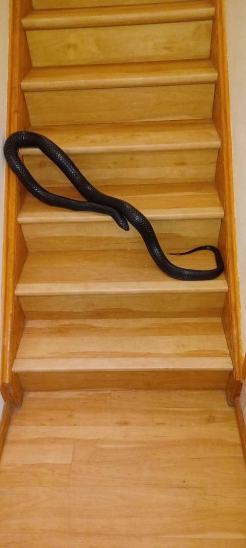 2.1 Drymarchon couperi