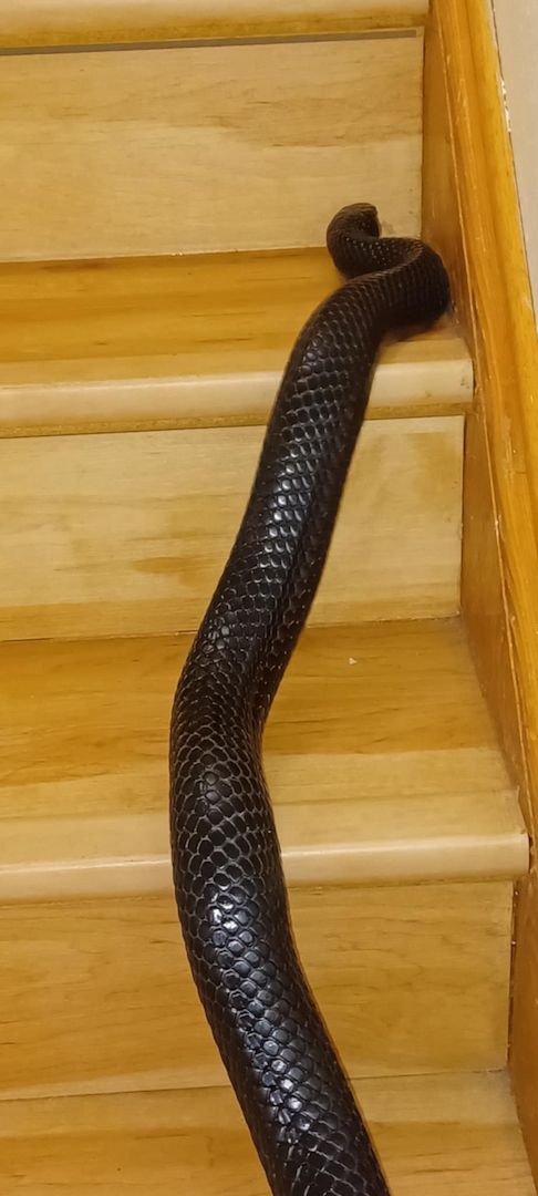 2.1 Drymarchon couperi