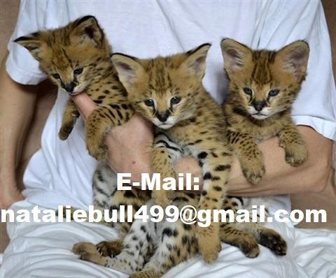 Savannah-Kätzchen zu verkaufen,