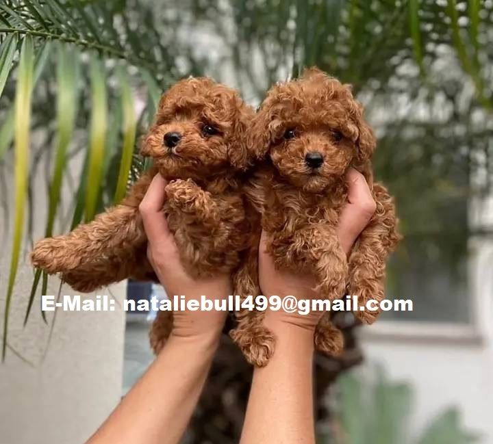 Toy und Zwerg Pudel-Welpen