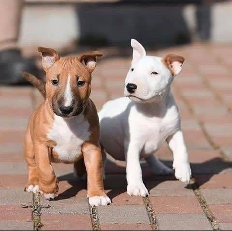 Zuckersüße Liver Miniatur Bullterrier Welpen suchen ihr perfektes  Hause
