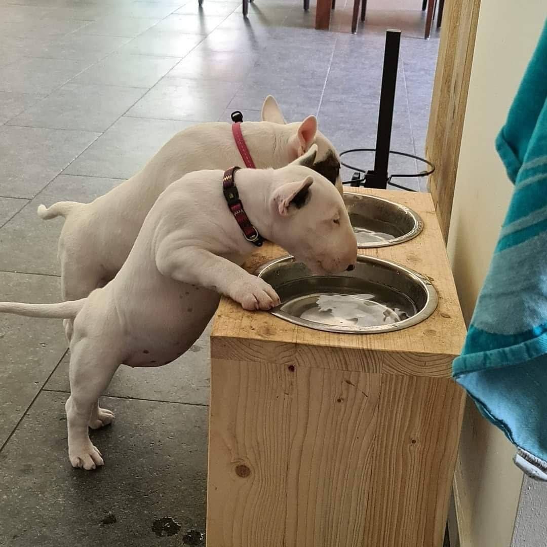 Zuckersüße Liver Miniatur Bullterrier Welpen suchen ihr perfektes  Hause