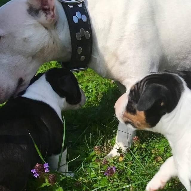 Zuckersüße Liver Miniatur Bullterrier Welpen suchen ihr perfektes  Hause