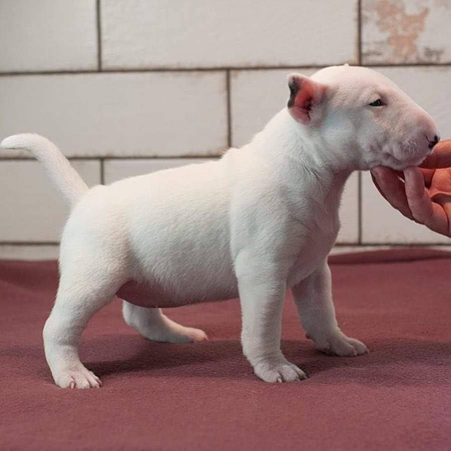 Zuckersüße Liver Miniatur Bullterrier Welpen suchen ihr perfektes  Hause