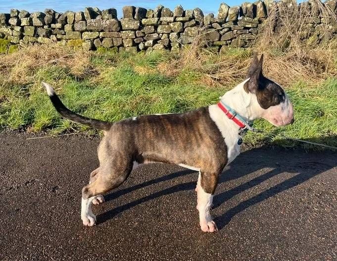Zuckersüße Liver Miniatur Bullterrier Welpen suchen ihr perfektes  Hause