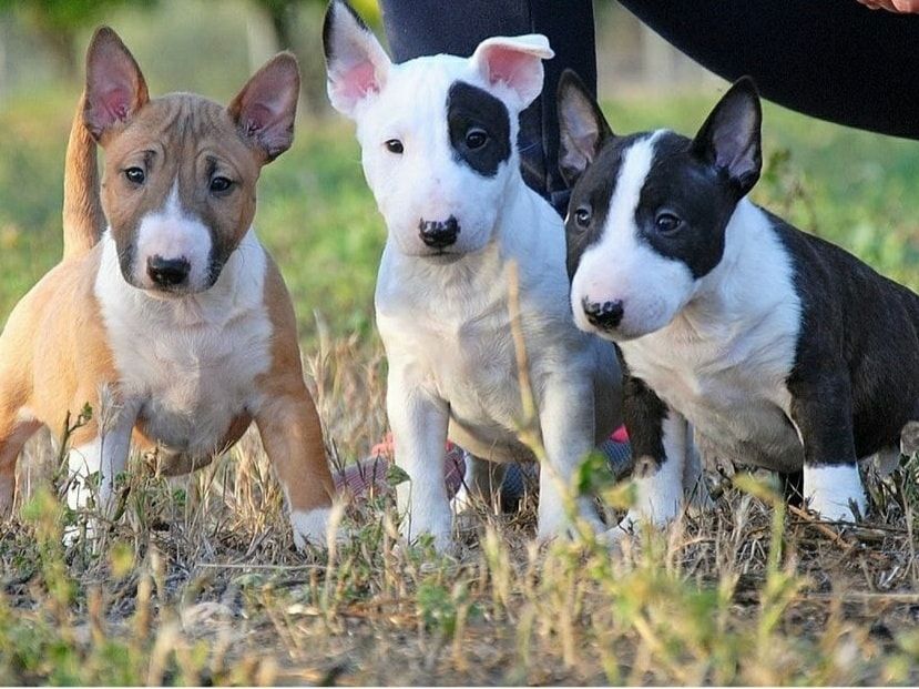 Zuckersüße Liver Miniatur Bullterrier Welpen suchen ihr perfektes  Hause
