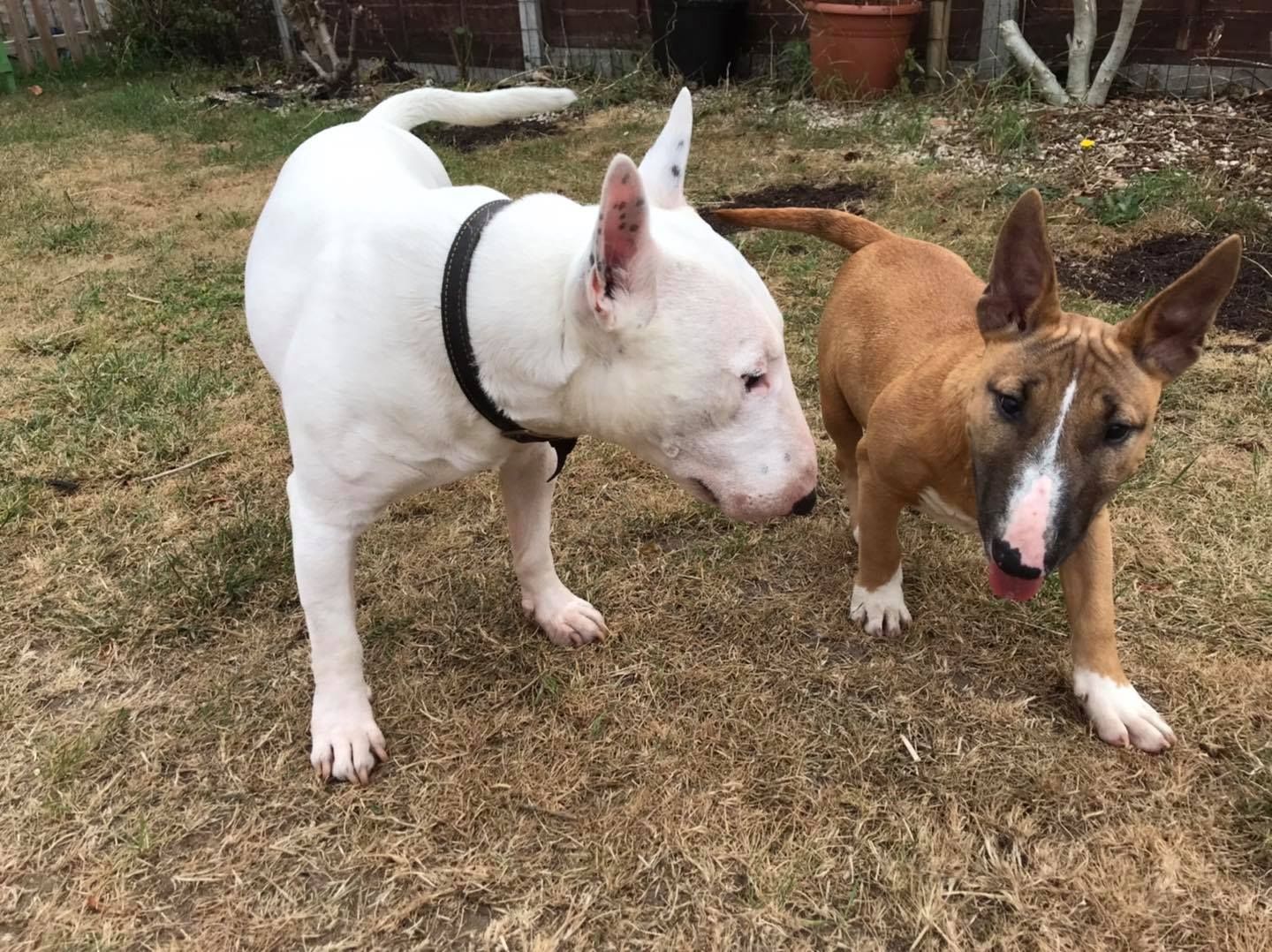 Zuckersüße Liver Miniatur Bullterrier Welpen suchen ihr perfektes  Hause