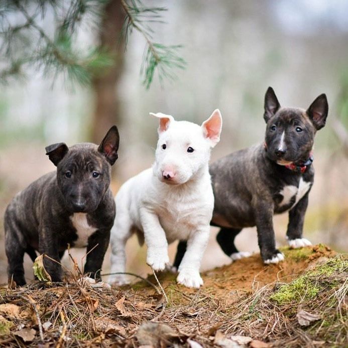 Zuckersüße Liver Miniatur Bullterrier Welpen suchen ihr perfektes  Hause